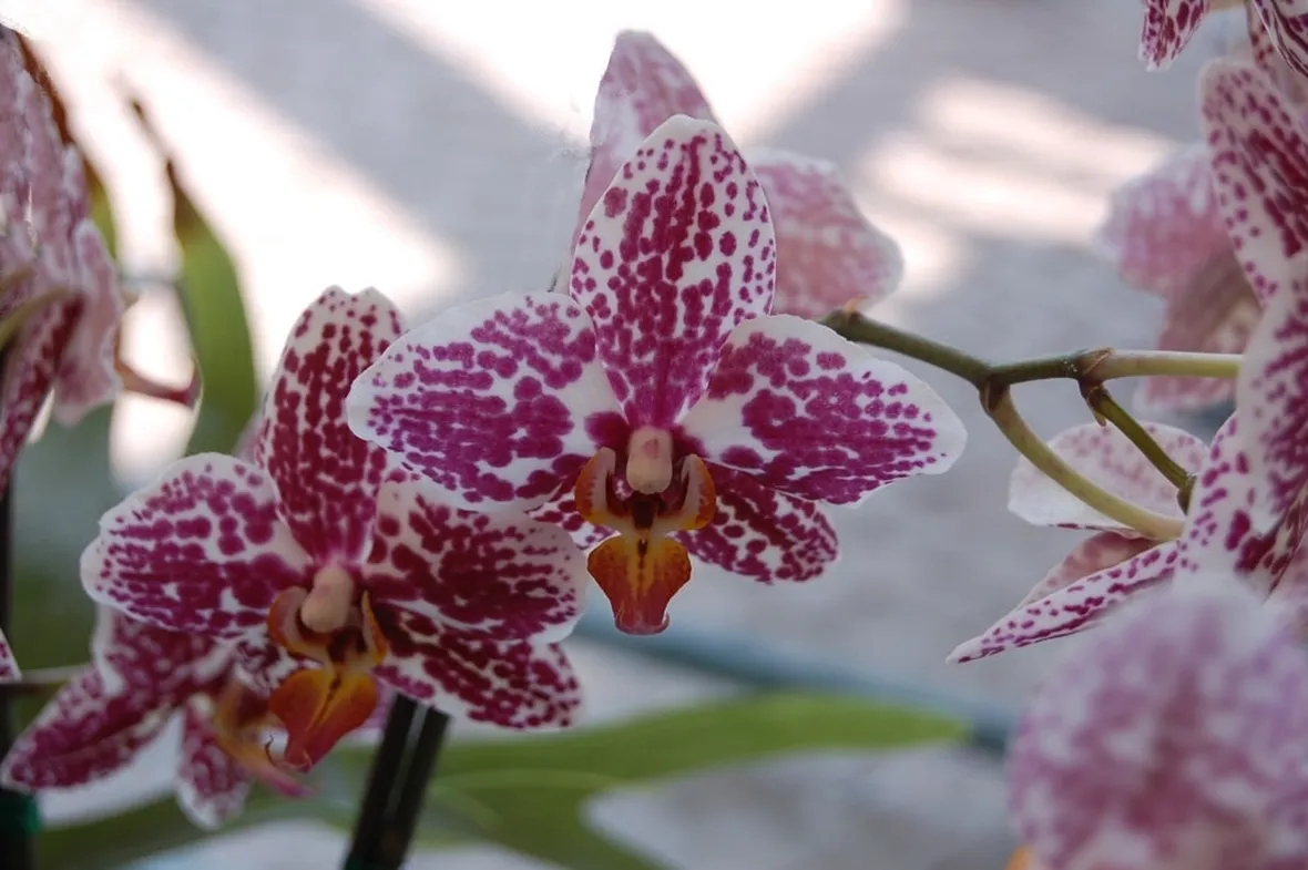 cura delle orchidee-9