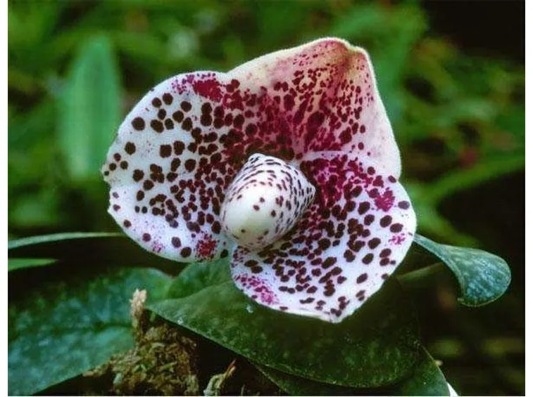 Cura delle orchidee: nutrimento e acqua