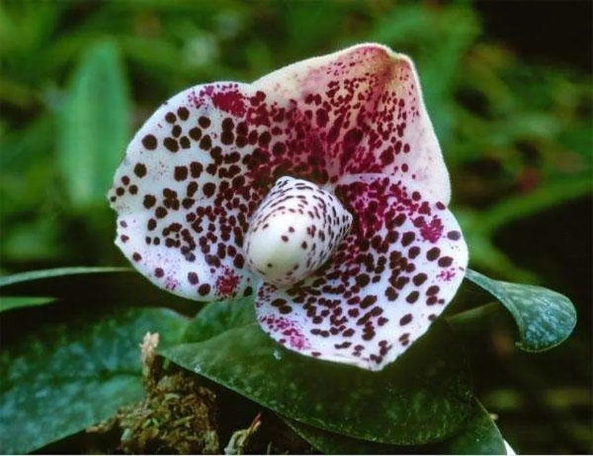 Cura delle orchidee: nutrimento e acqua