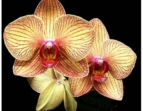 cura delle orchidee