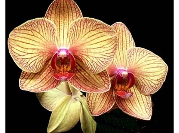 cura delle orchidee