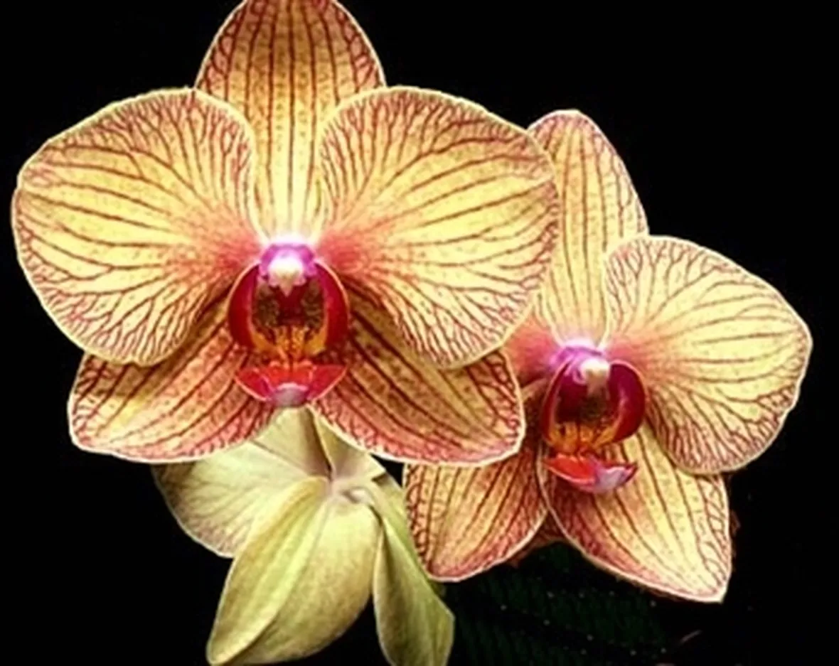 cura delle orchidee
