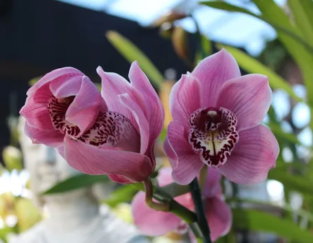 Cymbidium