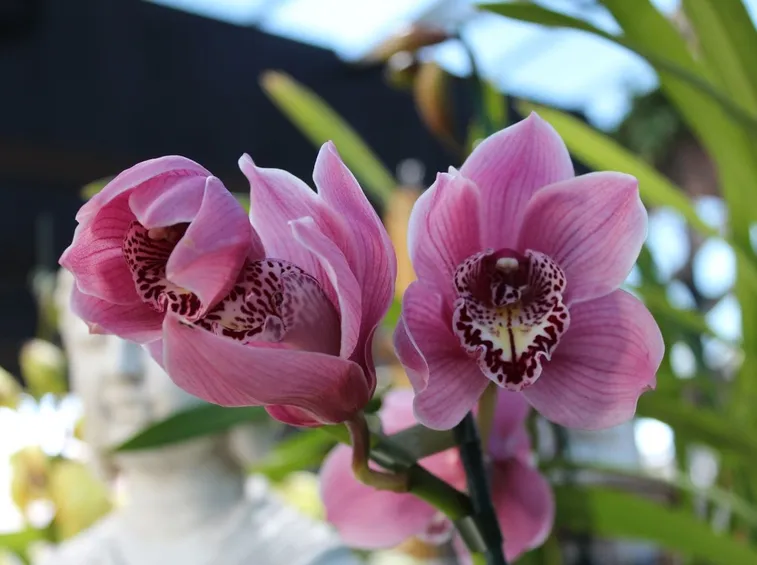 Cymbidium