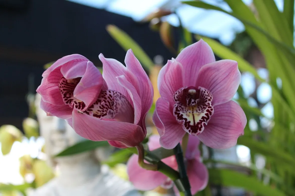 Cymbidium