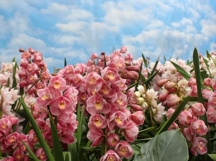 Cymbidium