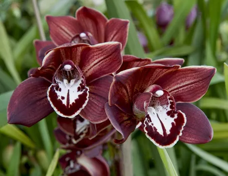 Cymbidium