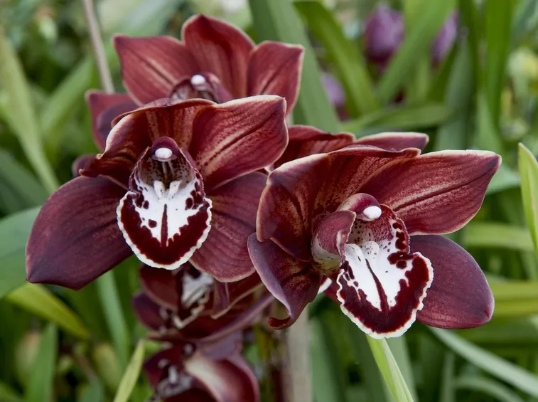 Cymbidium