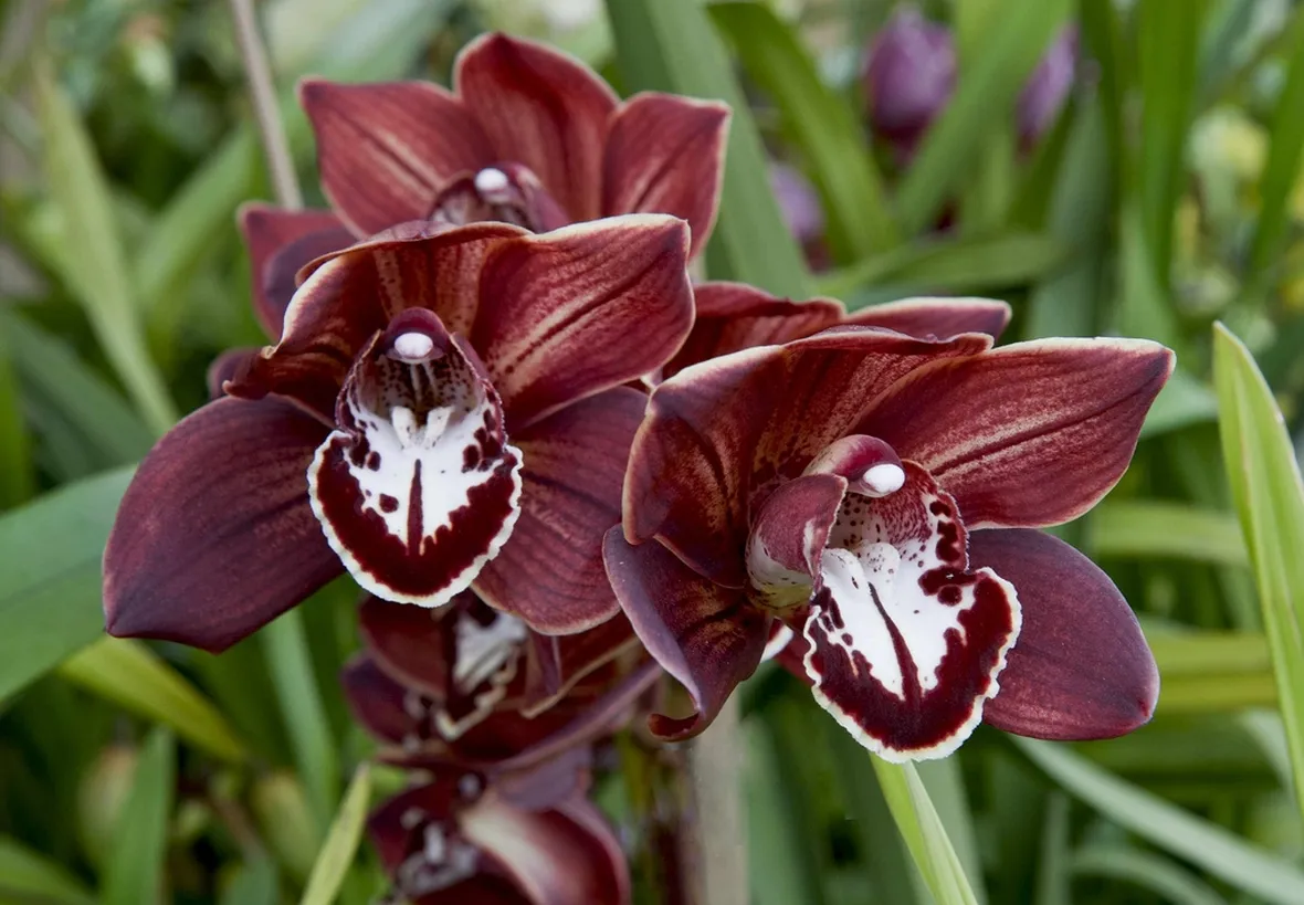 Cymbidium