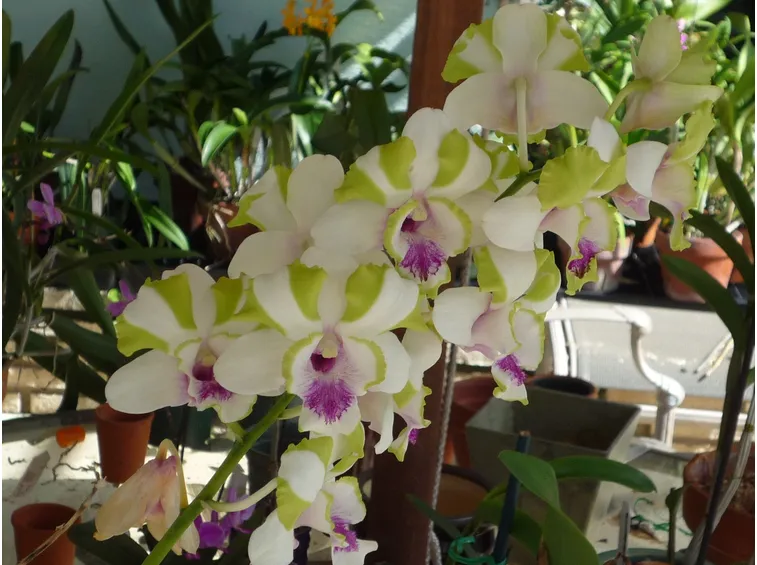 Dendrobium