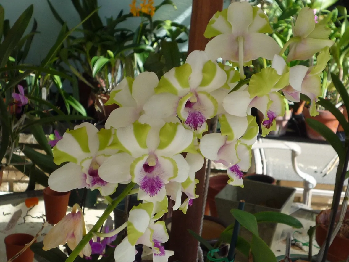 Dendrobium