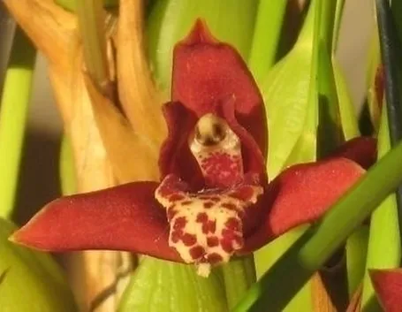 Domanda : orchidea 