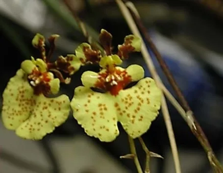 Domanda : orchidea..aiutatela