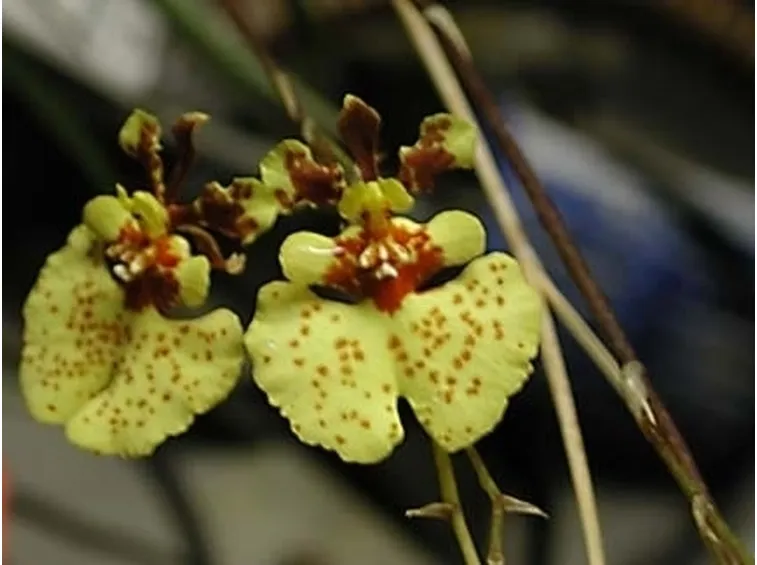 Domanda : orchidea..aiutatela