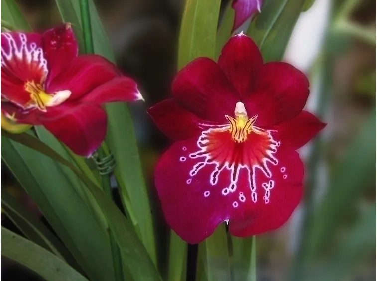 I fiori di orchidea