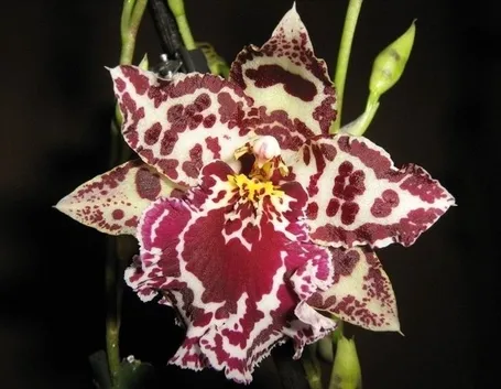 Domanda : orchidea cambria