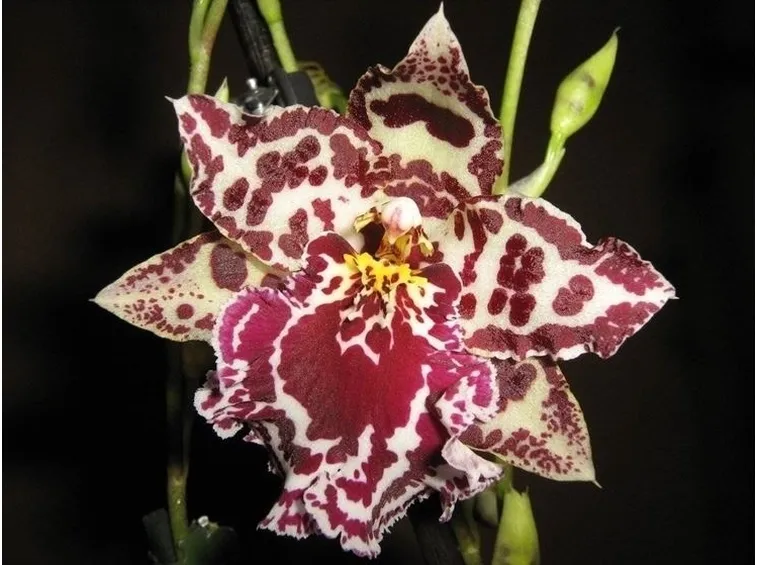 Domanda : orchidea cambria