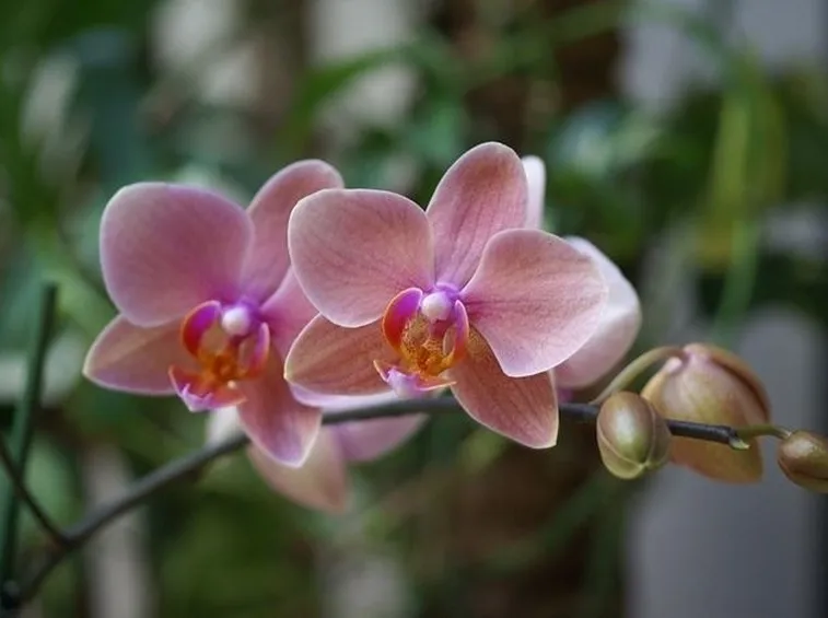 Domanda: phalenopsis
