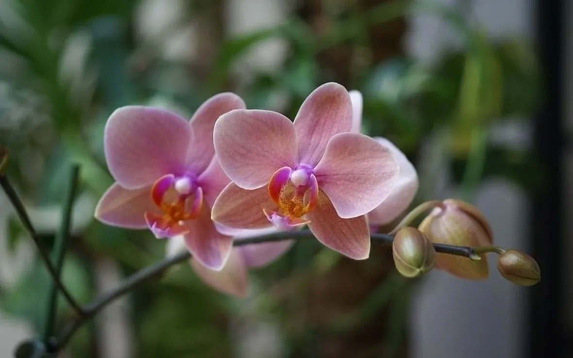 Domanda: phalenopsis