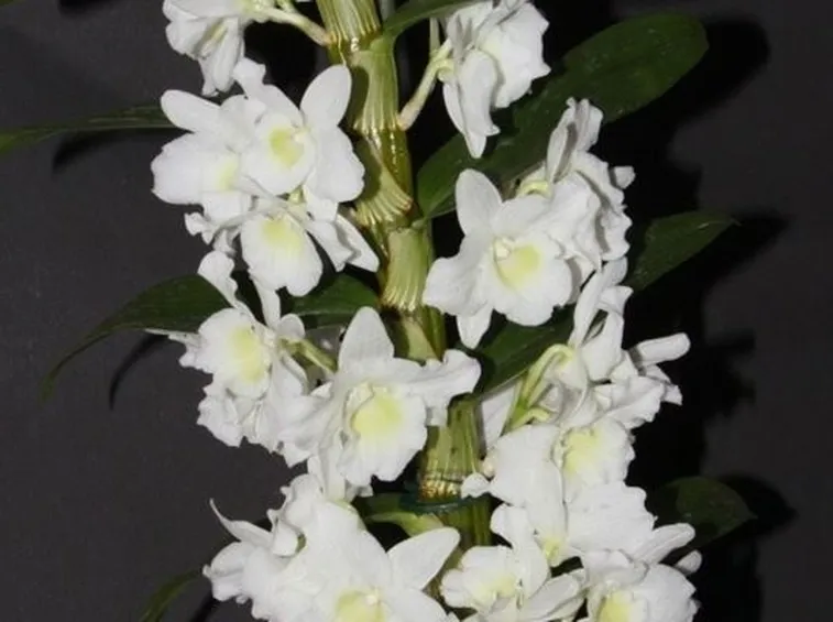 Domanda: Vanda e dendrobium