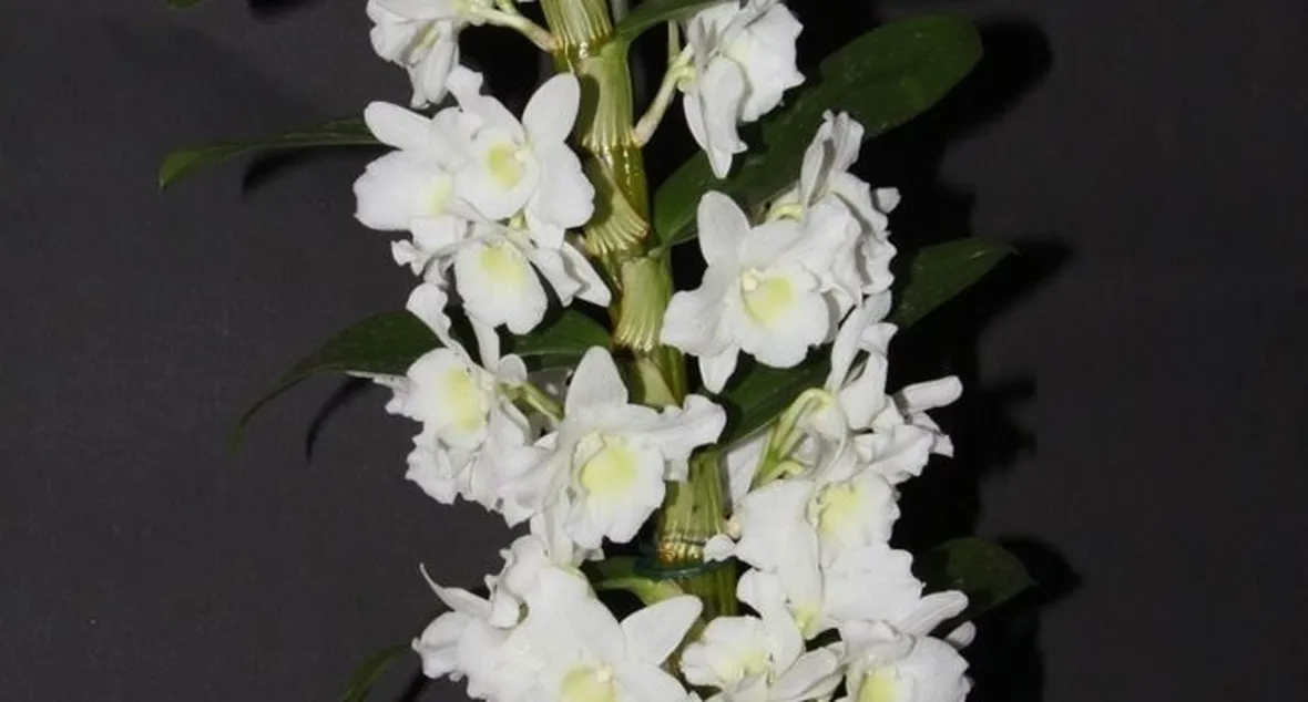 Domanda: Vanda e dendrobium