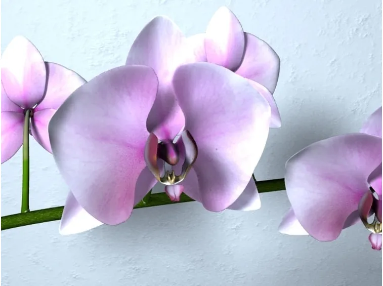 Elementi base per la concimazione delle orchidee