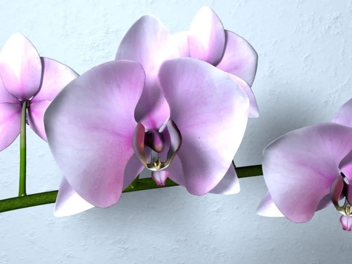 Elementi base per la concimazione delle orchidee