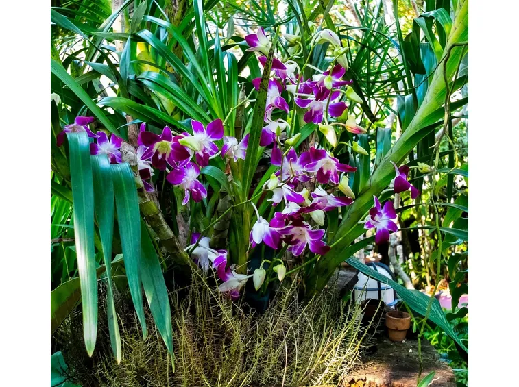fiori orchidea