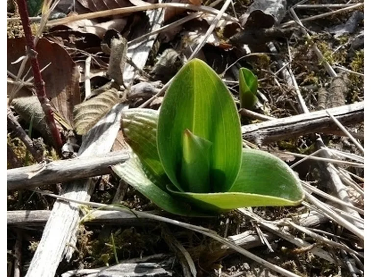 foglie orchidea-1