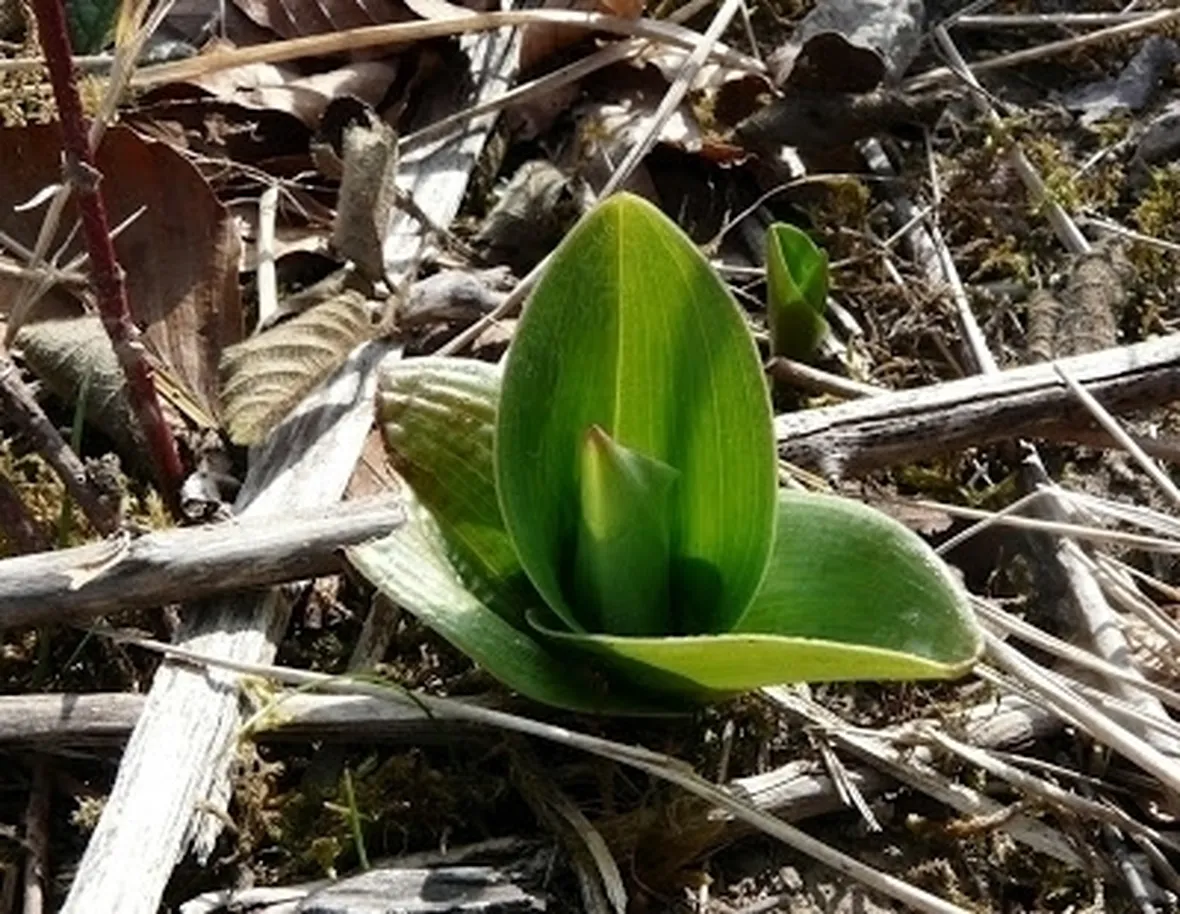 foglie orchidea-1