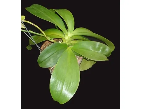 foglie orchidea-2