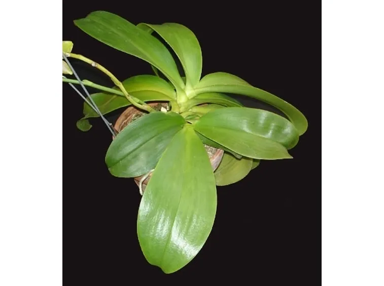 foglie orchidea-2
