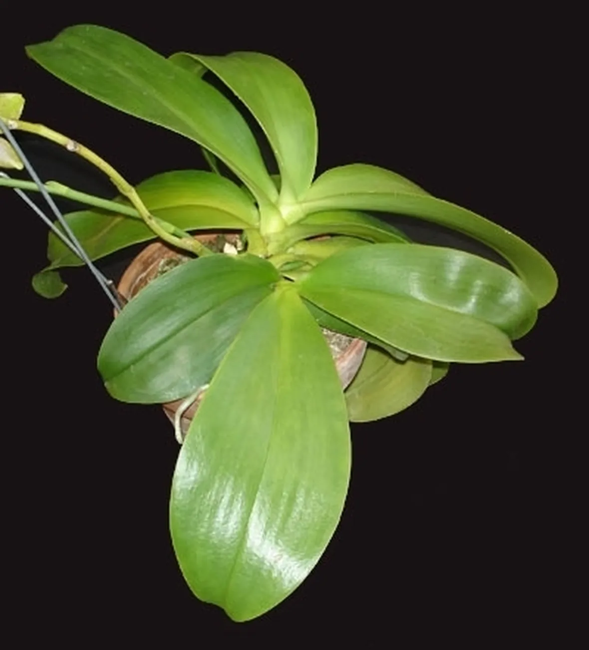 foglie orchidea-2