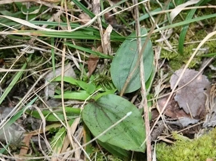 foglie orchidea-3