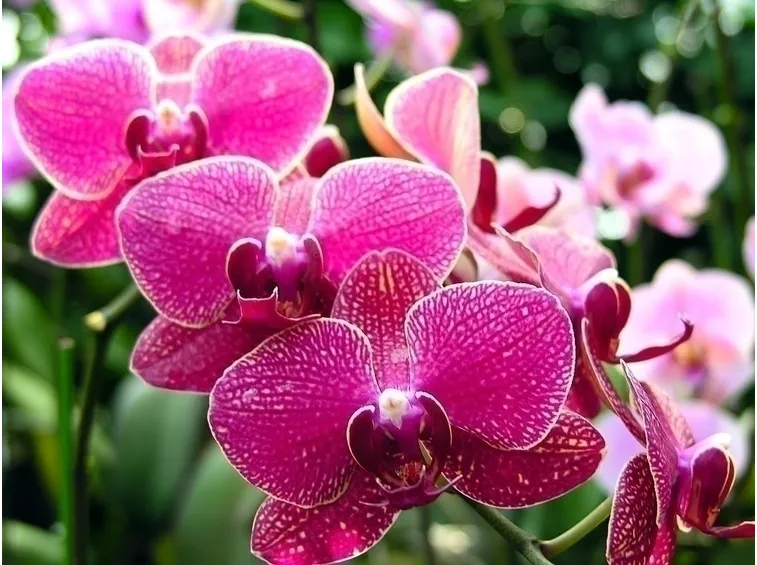 Caratteristiche delle foglie d'orchidea