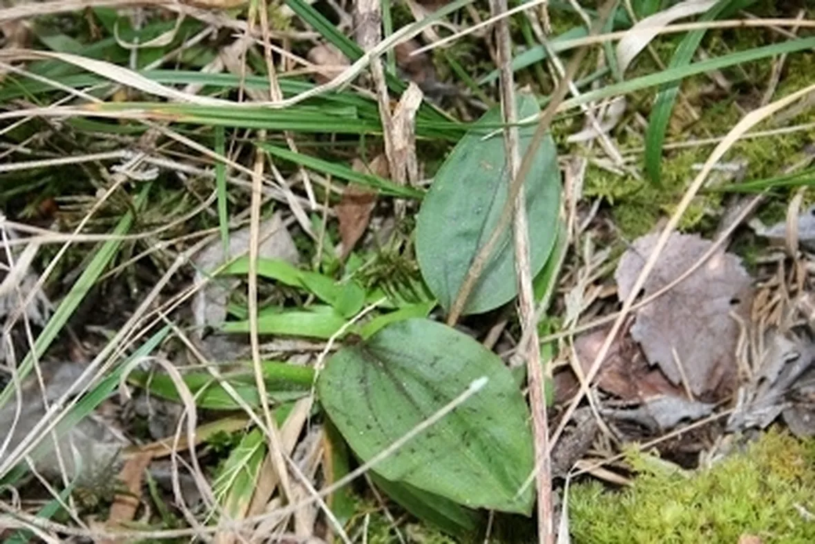 foglie orchidea-3