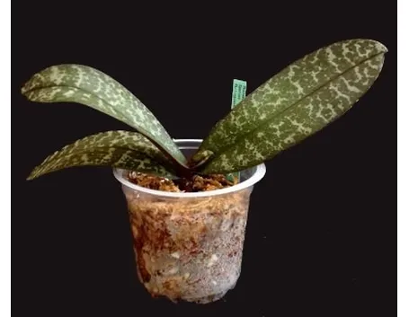 foglie orchidea-4
