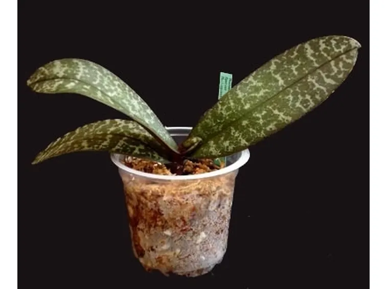 foglie orchidea-4