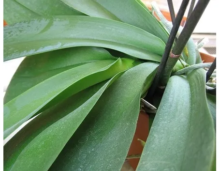 foglie orchidea-5