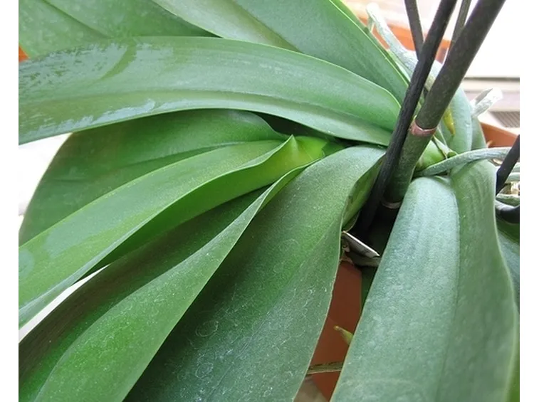 foglie orchidea-5