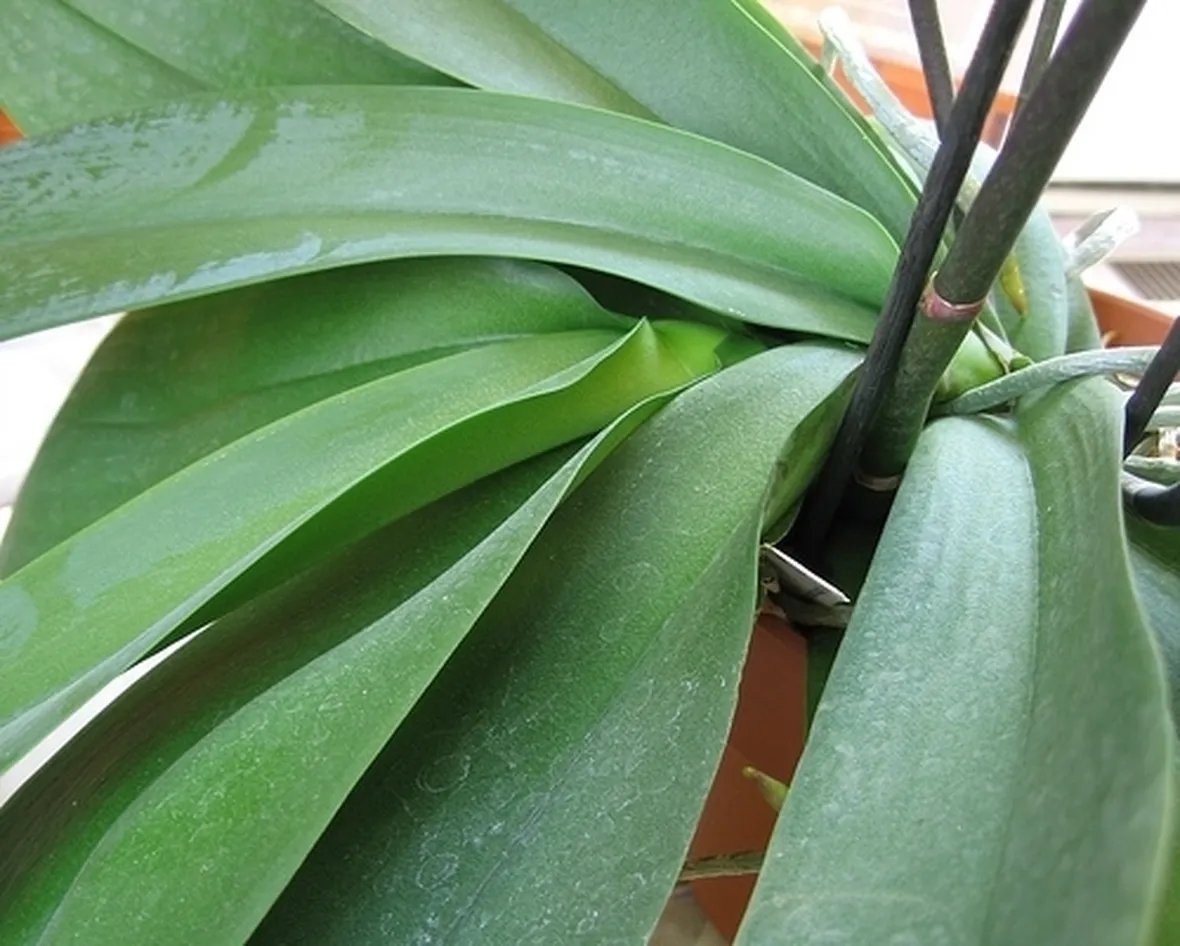 foglie orchidea-5