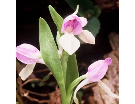 foglie orchidea