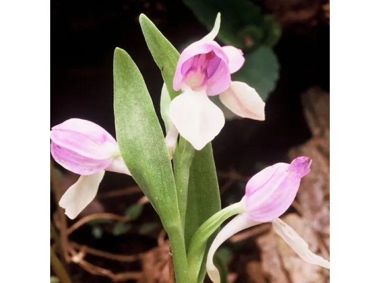 foglie orchidea