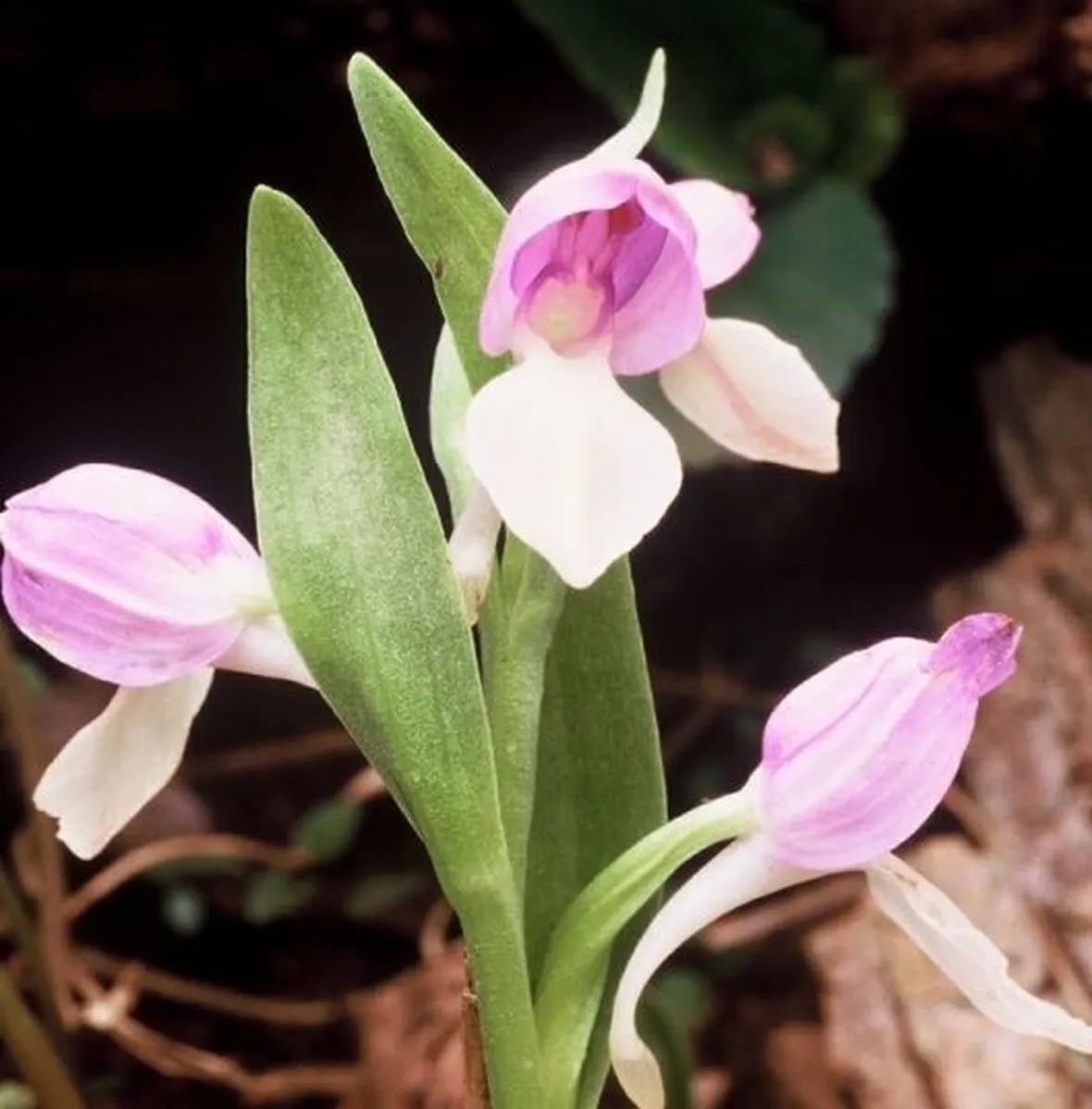 foglie orchidea