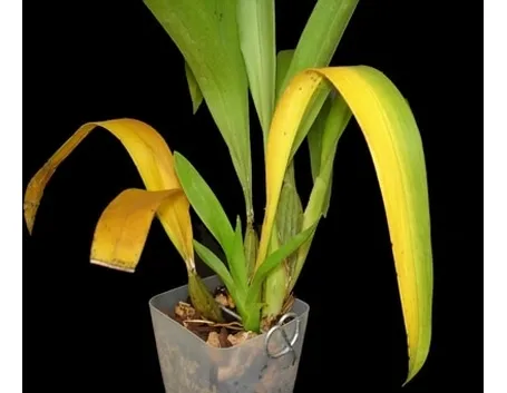 foglie orchidea-7