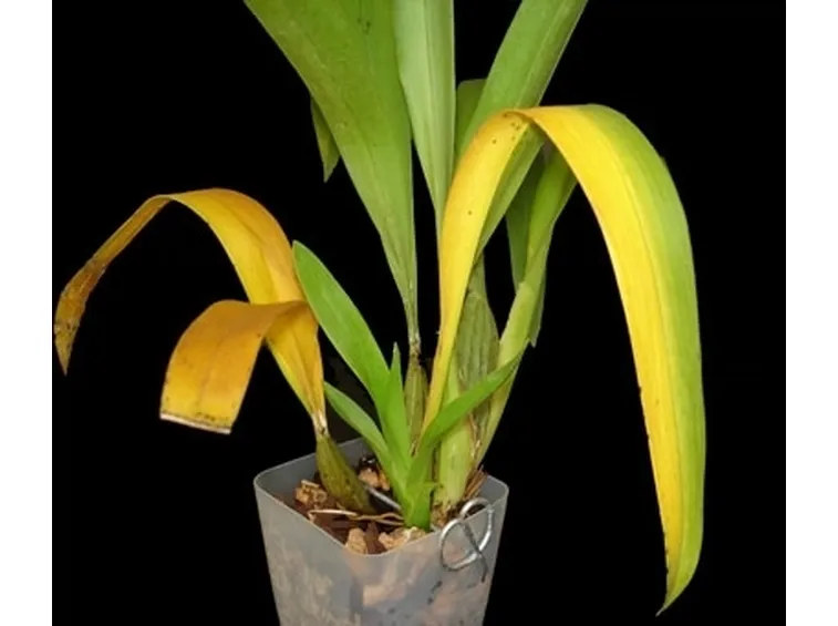foglie orchidea-7