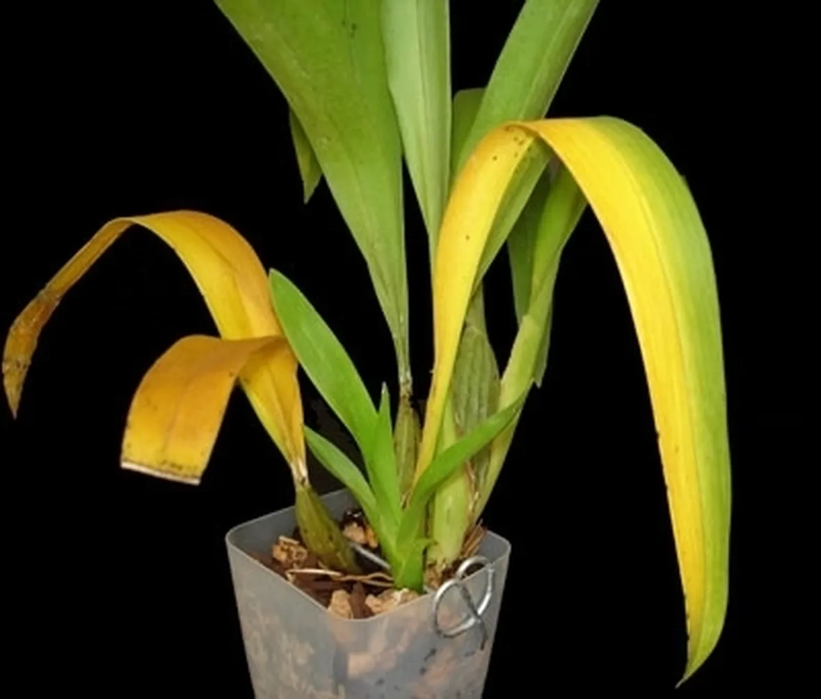 foglie orchidea-7