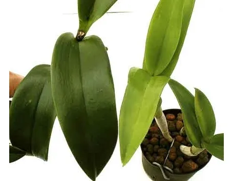 foglie orchidea-9