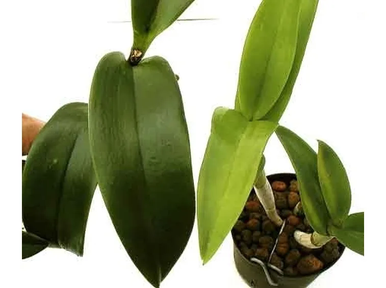 foglie orchidea-9