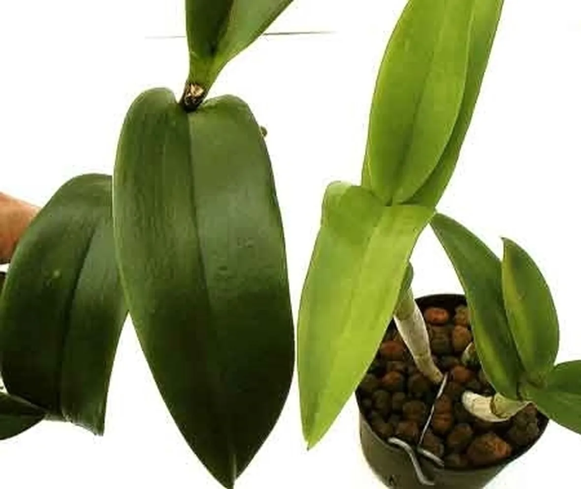 foglie orchidea-9